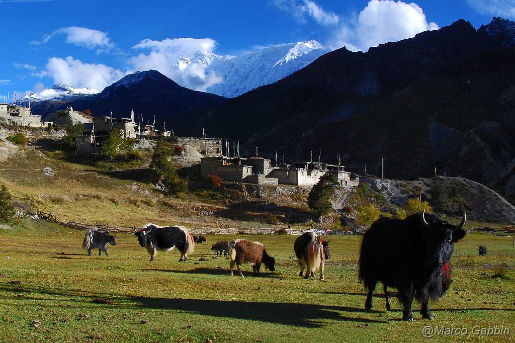 DSC_0363_2.jpg - Annapurna circuit: Bhraka(Braga)