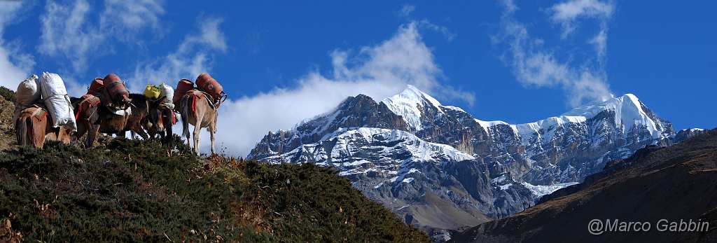 DSC_0699_2.jpg - Annapurna circuit: Chulu group in background