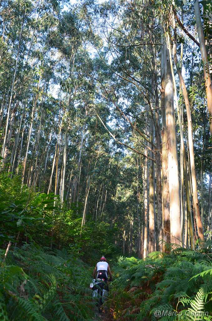 DSC_0202.JPG - eucalyptus forest