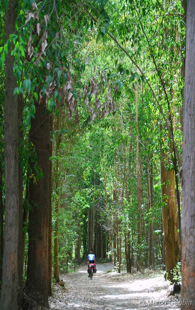 DSC_0517_2.jpg - Near Santiago (eucalyptus forest)