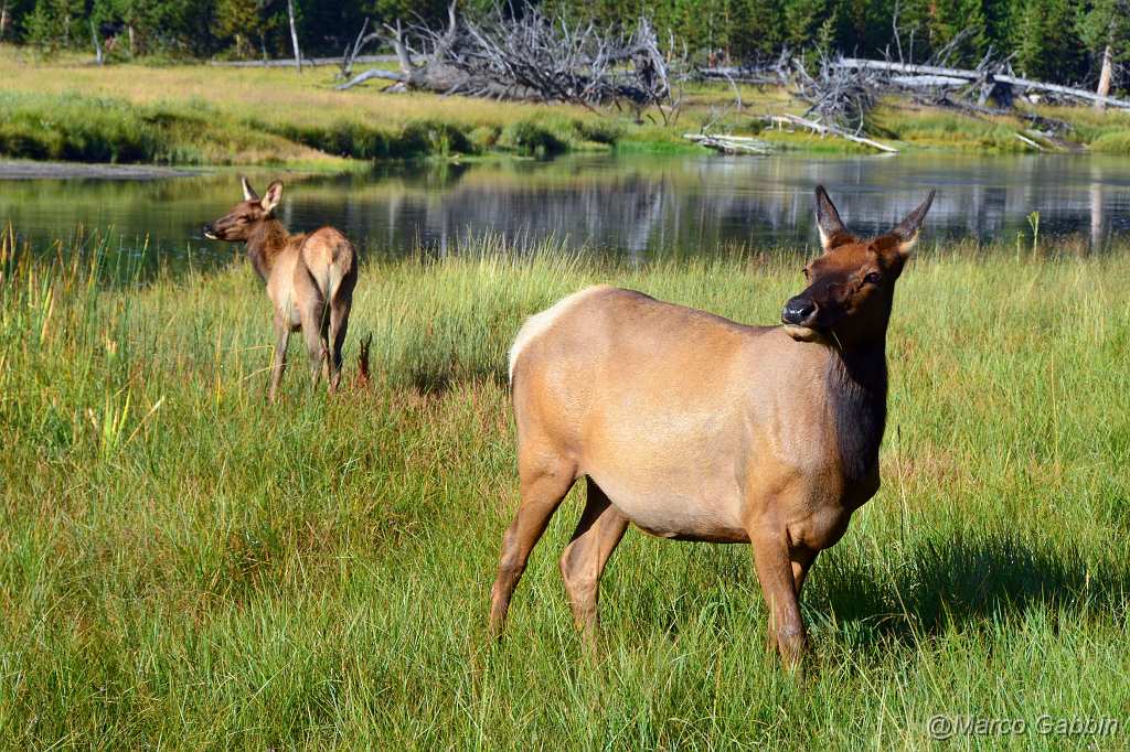 A_DSC_0587.JPG - Yellowstone National Park (Wyoming)
