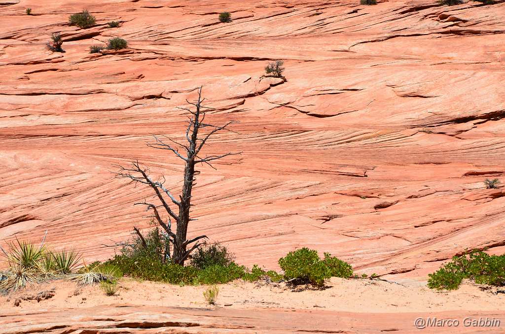 DSC_0066_1.jpg - Zion National Park (Utah)